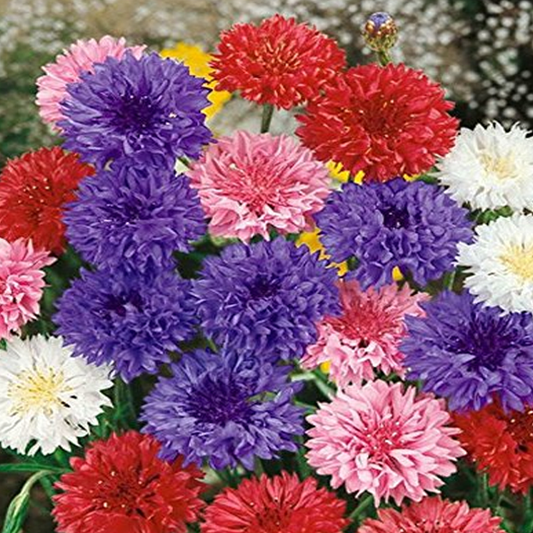 Mixed Color Centaurea Cyanus Flower Seeds