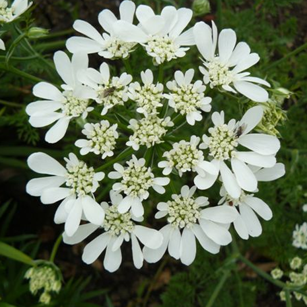 White Lace Orlaya Grandiflora Flower Seeds