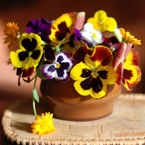 Mixed Color Wavy Viola Tricolor Flower Seeds