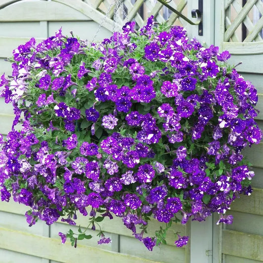 1000PCS Night Sky Petunia Seeds
