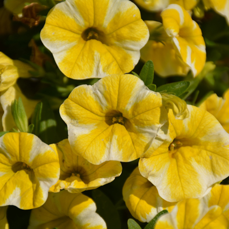 Lemon Slice Calibrachoa Petunia Flower Seeds