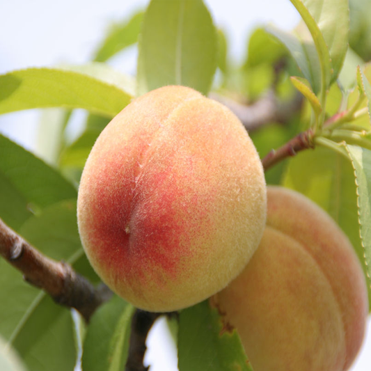 Small Potted Tree Flat King Peach Seeds