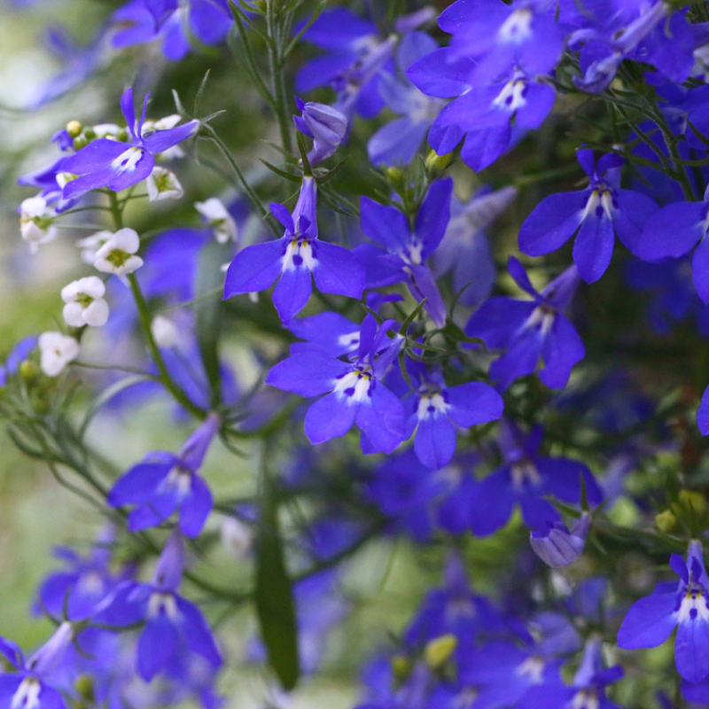 Blue Lobelia Flower Seeds