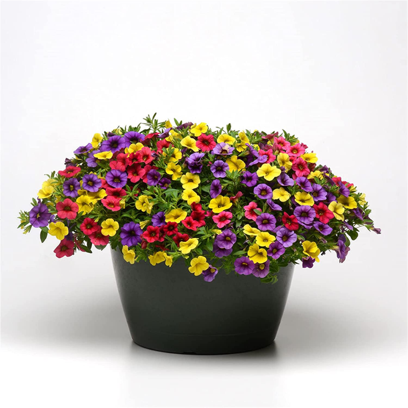 Calibrachoa Petunia Flower Seeds