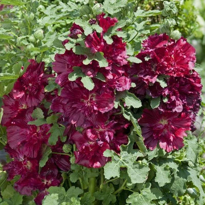100 PCS Exquisite Mixed Double Hollyhock (Alcea Rosea) Flower Seeds - Ideal for Your American Garden
