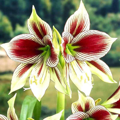273pcs Phoenix Butterfly Single Branch Flower Seeds