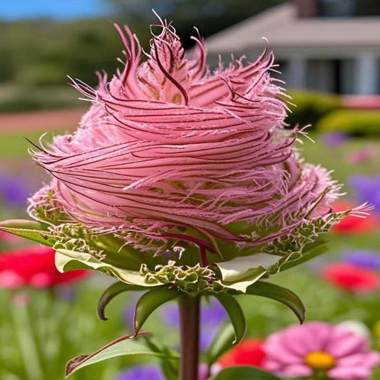 100 PCS Rose Feather-Plume Grass Seeds - Elegant Pink Accents for Your Garden