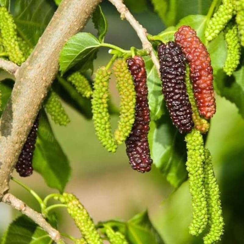 200 PCS Organic Mulberry Seeds
