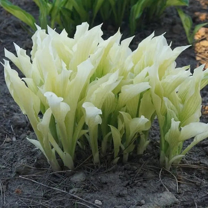 100PCS White Feather Hosta Plant Seeds for Home Garden Planting