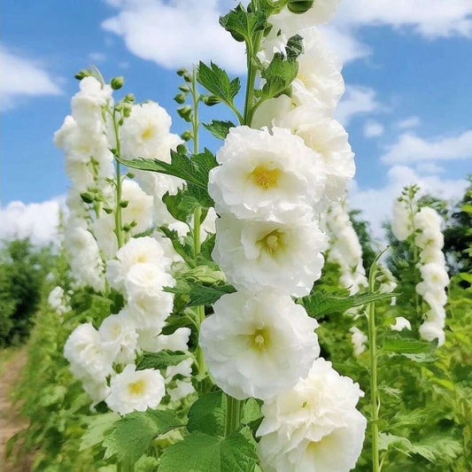 100 PCS Bacopa Hollyhock Seeds Perennial Flower Garden Seed Flowers Seed Flower