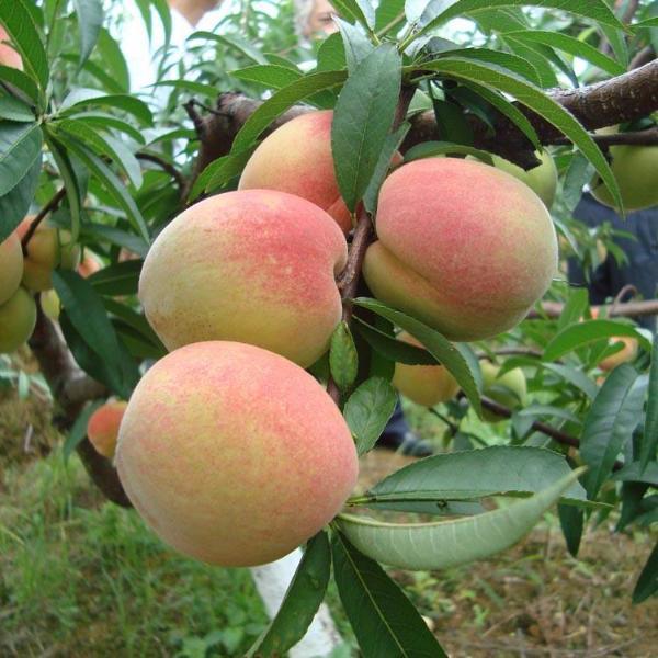 Mountain Sweet Peach Seeds