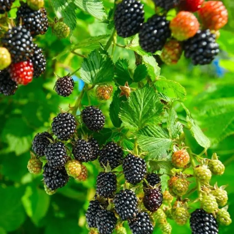 500 Blackberry Seeds - Grow Your Own Delicious Berries
