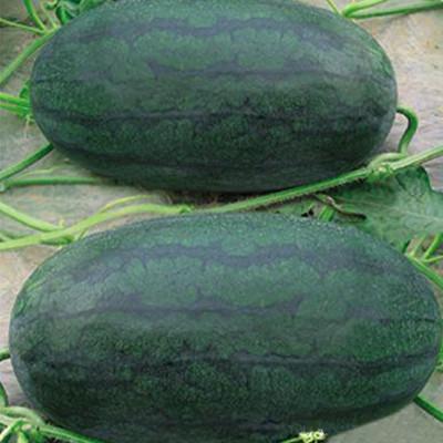 Black Tyrant King Super Sweet Watermelon Seeds