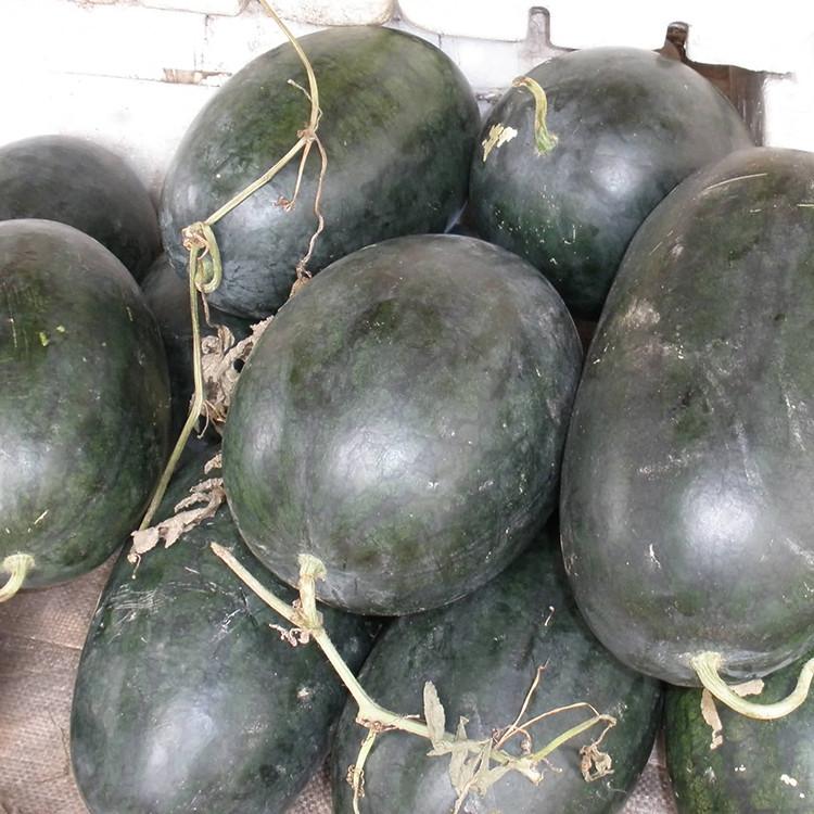 Black Tyrant King Super Sweet Watermelon Seeds