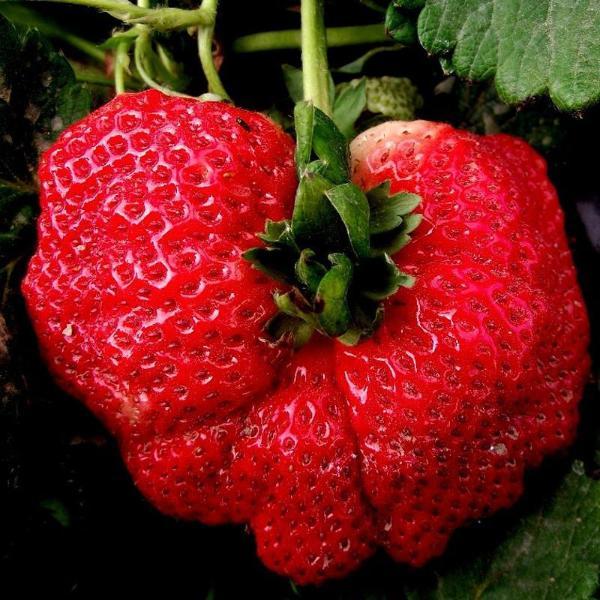 Super Giant Strawberry Fruit Seeds