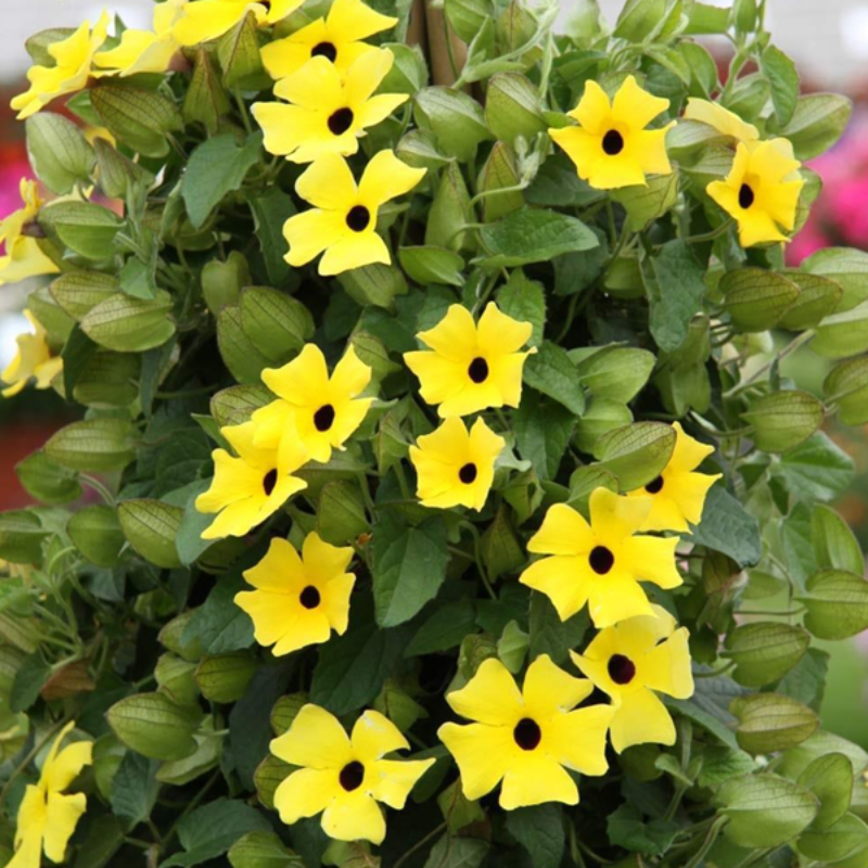 Yellow Thunbergia Flower Seeds