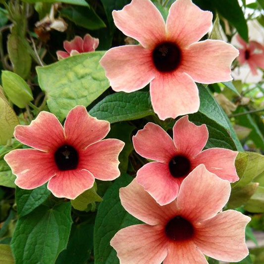 Peach Thunbergia Alata Flower Seeds