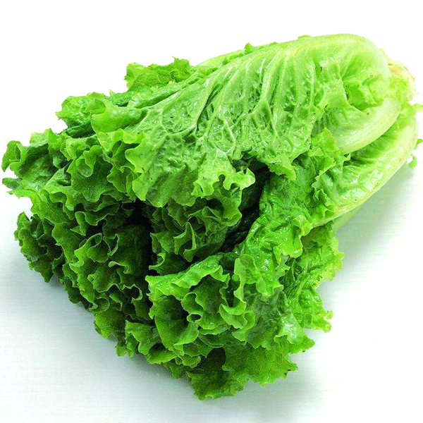 Butter Lettuce Vegetable Seeds