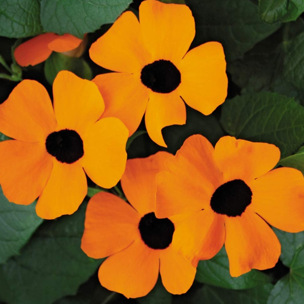 Sunrise Orange Black-Eye Thunbergia Flower Seeds