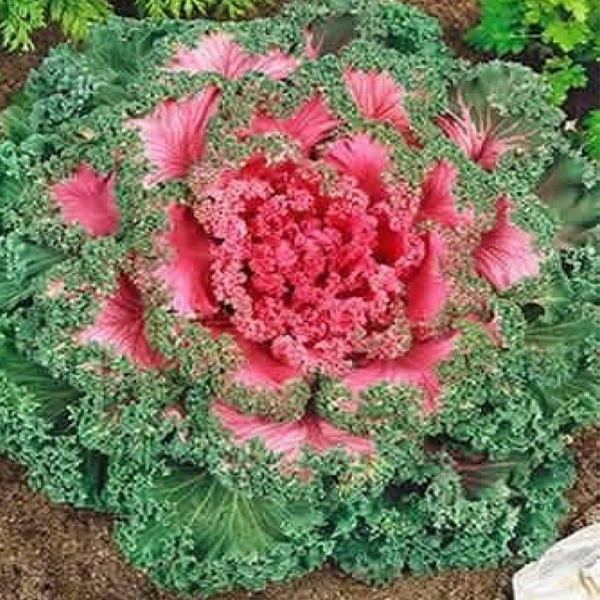 Pink Collard Vegetable Seeds