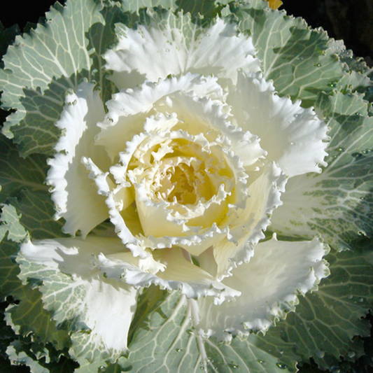 White Collard Vegetable Seeds