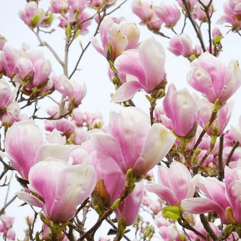 174pcs Magnolia Seeds, Fragrant Wood, Ornamental Perennials, Garden