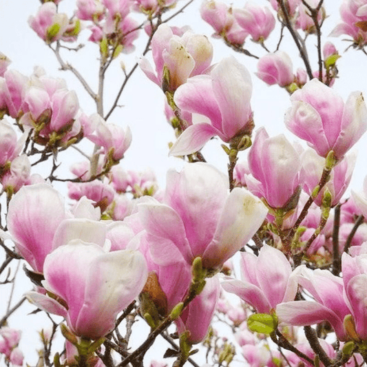 174pcs Magnolia Seeds, Fragrant Wood, Ornamental Perennials, Garden