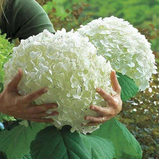 20 PCS White Hydrangea Seeds - Cultivate Stunning White Blooms for Your Garden