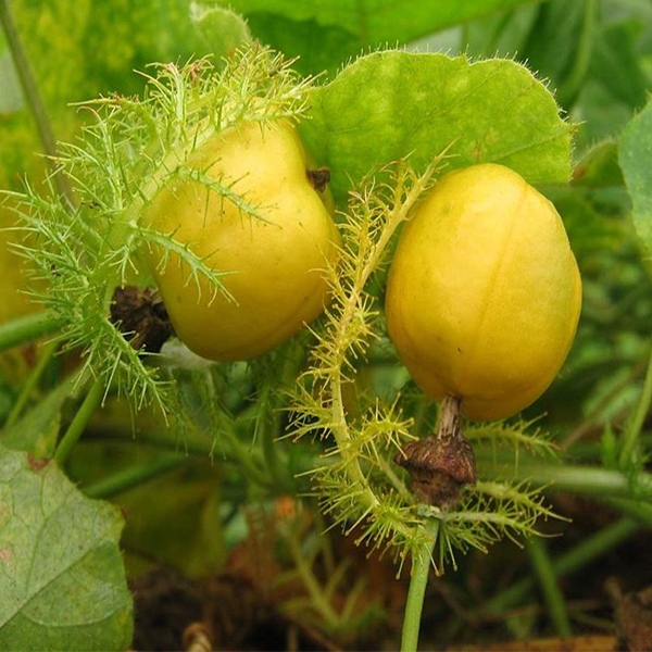 Wild Passiflora Mollissima Seeds