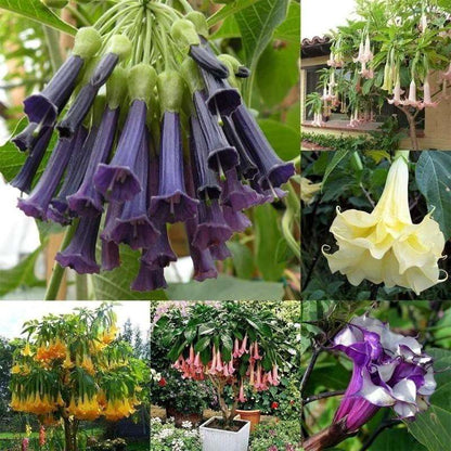 Datura, planting garden decoration outdoor flowers, plants, fruits and vegetables planting suitable for plant lovers as a gift from nature
