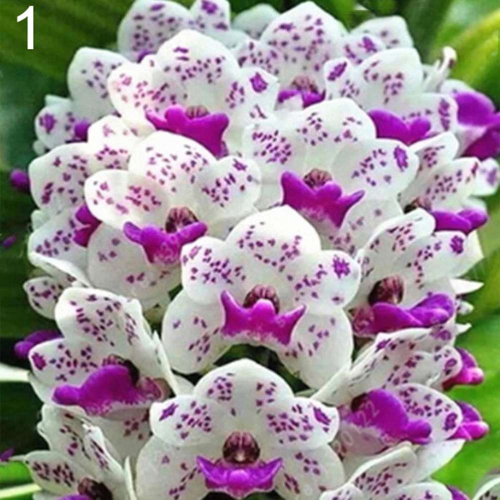 218pcs fragrant Cymbidium seeds