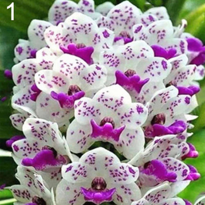 218pcs fragrant Cymbidium seeds