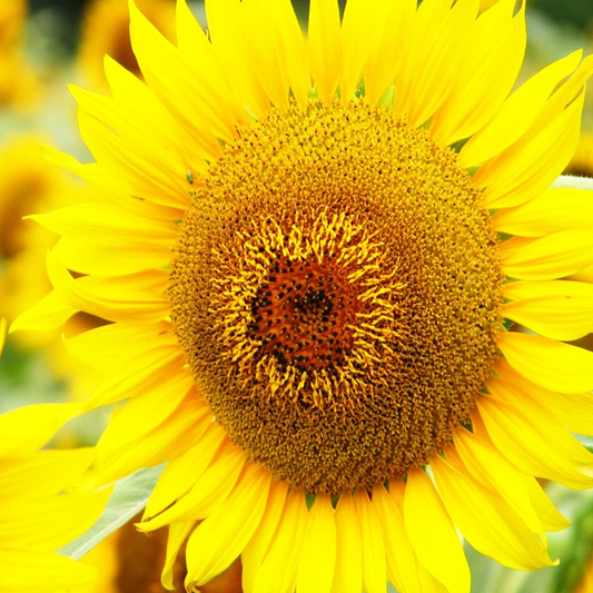 Mammoth Russian Sunflower Seeds