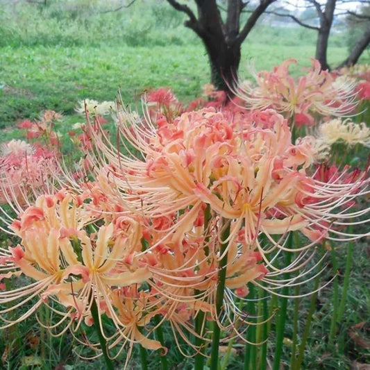 100 PCS Yellow Lycoris Seeds