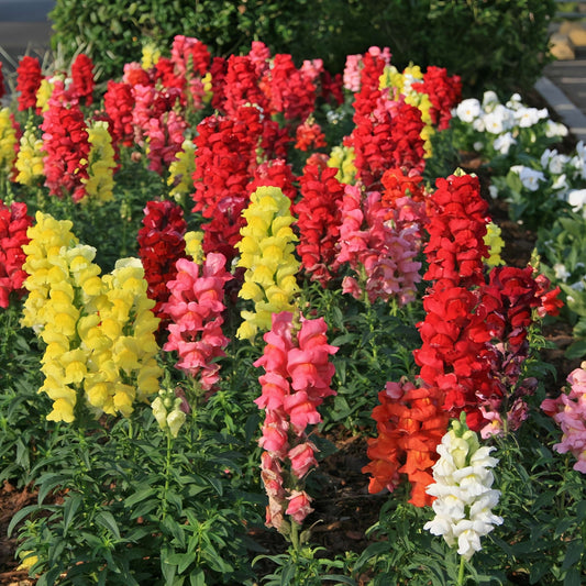 100 PCS Vibrant Colorful Snapdragon (Antirrhinum majus) Seeds for Your Garden
