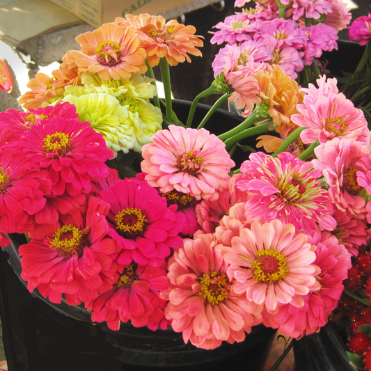 Gorgeous California Giant Zinnia Flower Seeds