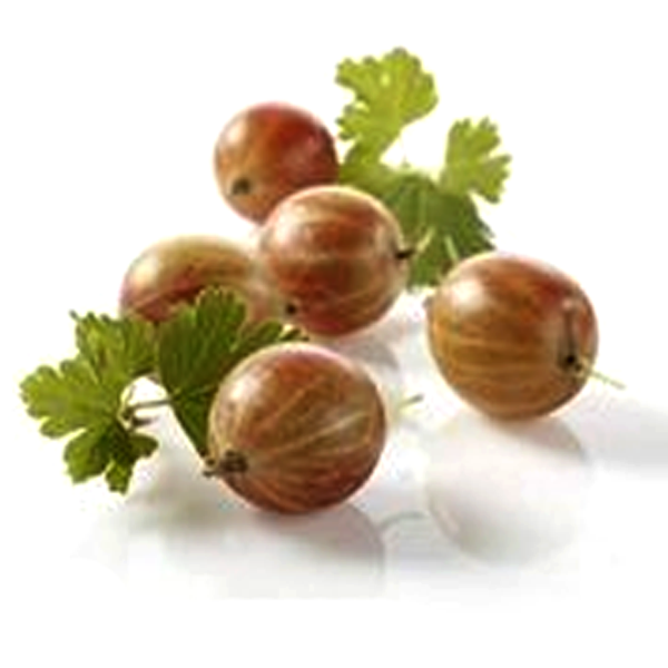 Red Pan-American Gooseberry Seeds