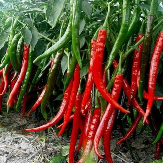 Long Red Chili Hot Pepper Seeds