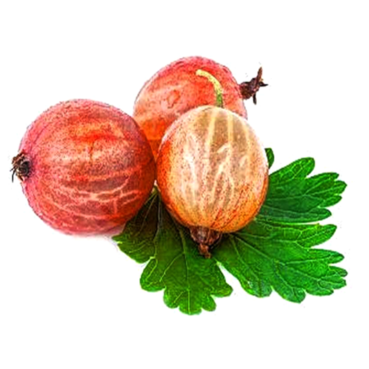 Red Pan-American Gooseberry Seeds