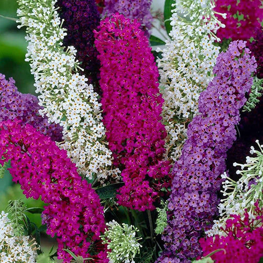 215 Mixed Colors Butterfly Bush Seeds Buddleia Davidii Fragrant Attract Pollinators Bloom in Summer Deciduous Shrub Gardens Landscaping Outdoor