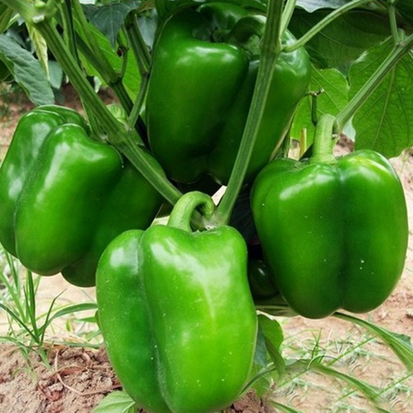 Sweet Capsicum Pepper Seeds