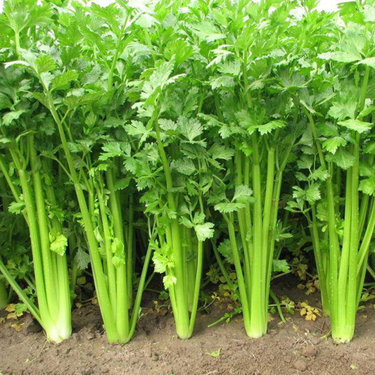 Seasons Celery Seeds