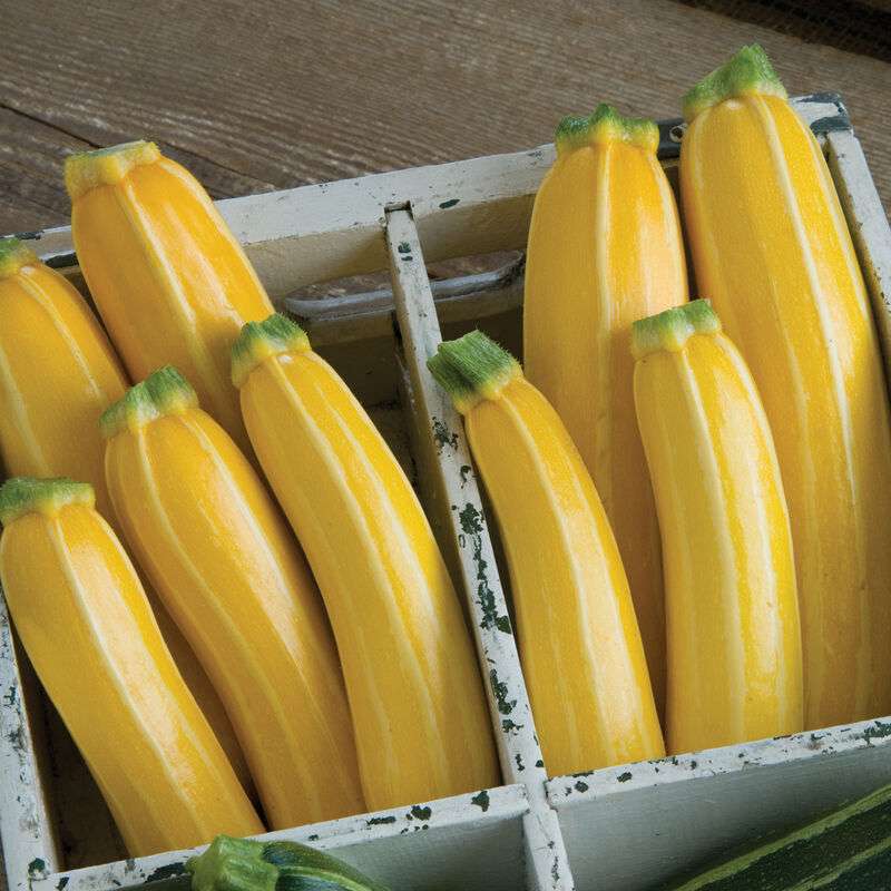 Goldmine (F1) Zucchini Squash Seed