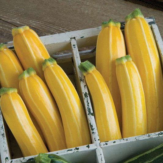 Goldmine (F1) Zucchini Squash Seed