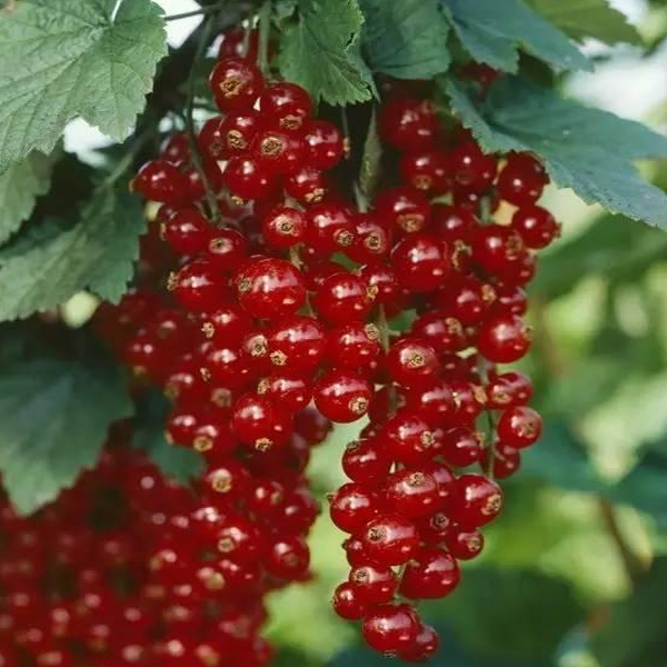 Red Pan-American Gooseberry Seeds