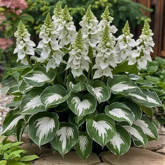 100 Mixed Hosta Jardin Perennials Seeds White Lace DIY Home Garden
