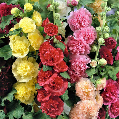 100 PCS Exquisite Mixed Double Hollyhock (Alcea Rosea) Flower Seeds - Ideal for Your American Garden