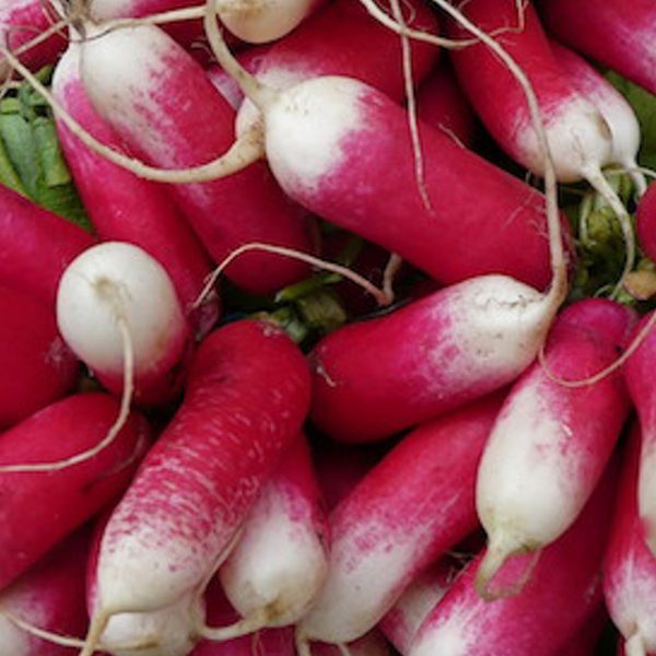 French Radish Vegetable Seeds