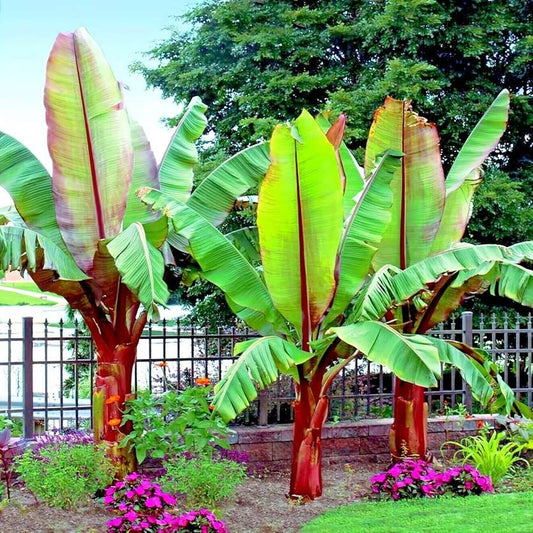 100 PCS Elegant Banana (Musa basjoo) Tree Seeds - Ideal for Creating a Tropical Garden Oasis