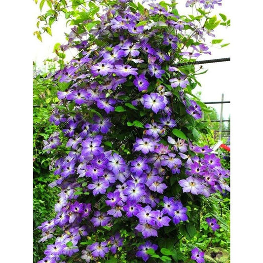 100 PCS Elegant Climbing Purple Clematis Seeds - Beautify Your Garden with Blooming Elegance